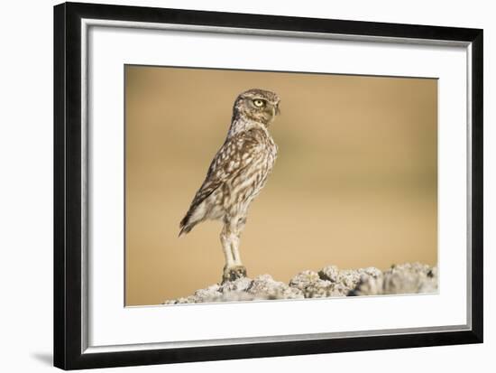 Little Owl (Athene Noctua) Head Stretched In An Alert Posture. Lleida Province. Catalonia. Spain-Oscar Dominguez-Framed Photographic Print