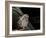 Little Owl, Athene Noctua, Hiller Moor, Luebbecke, Germany-Thorsten Milse-Framed Photographic Print