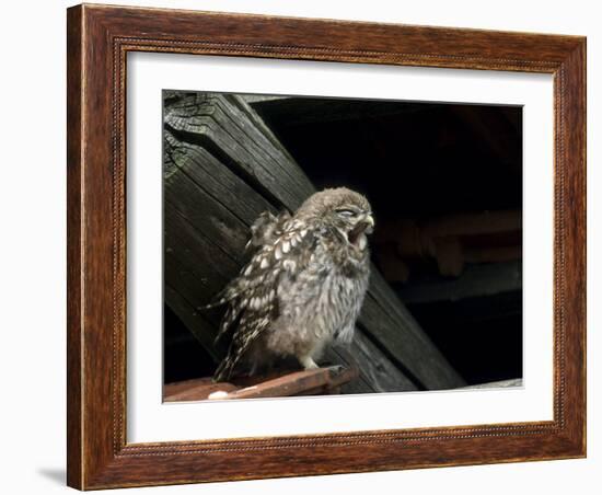 Little Owl, Athene Noctua, Hiller Moor, Luebbecke, Germany-Thorsten Milse-Framed Photographic Print