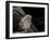 Little Owl, Athene Noctua, Hiller Moor, Luebbecke, Germany-Thorsten Milse-Framed Photographic Print