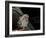 Little Owl, Athene Noctua, Hiller Moor, Luebbecke, Germany-Thorsten Milse-Framed Photographic Print