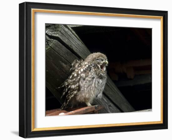 Little Owl, Athene Noctua, Hiller Moor, Luebbecke, Germany-Thorsten Milse-Framed Photographic Print