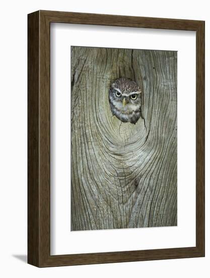 Little Owl (Athene Noctua), in Captivity, Gloucestershire, England, United Kingdom, Europe-Kevin Morgans-Framed Photographic Print