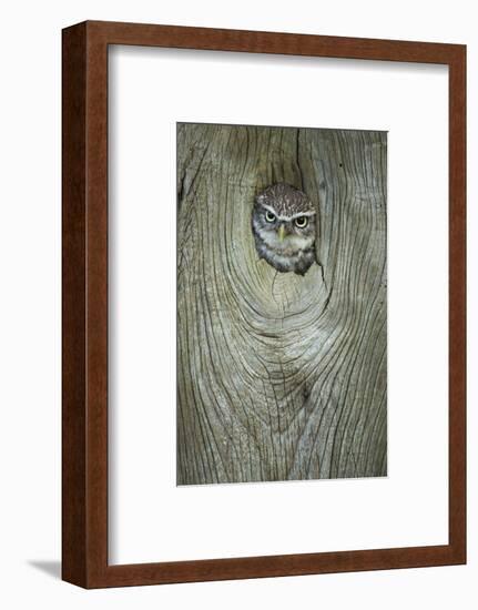 Little Owl (Athene Noctua), in Captivity, Gloucestershire, England, United Kingdom, Europe-Kevin Morgans-Framed Photographic Print