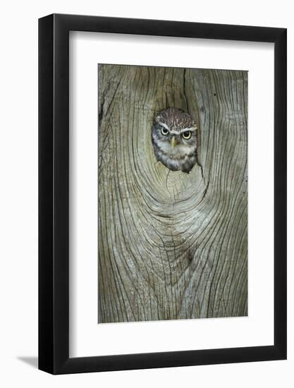 Little Owl (Athene Noctua), in Captivity, Gloucestershire, England, United Kingdom, Europe-Kevin Morgans-Framed Photographic Print