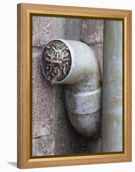 Little Owl (Athene Noctua) in Drainpipe, Captive, United Kingdom, Europe-Ann & Steve Toon-Framed Premier Image Canvas