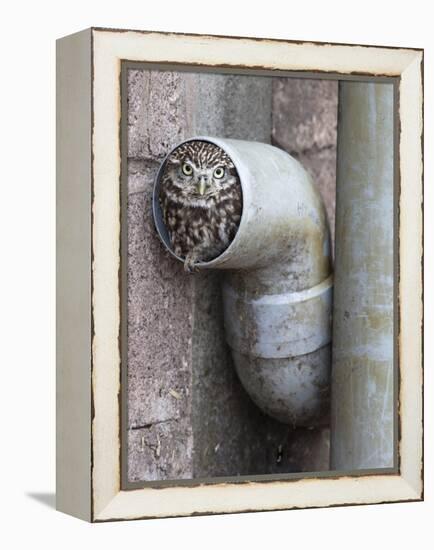 Little Owl (Athene Noctua) in Drainpipe, Captive, United Kingdom, Europe-Ann & Steve Toon-Framed Premier Image Canvas