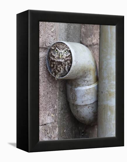 Little Owl (Athene Noctua) in Drainpipe, Captive, United Kingdom, Europe-Ann & Steve Toon-Framed Premier Image Canvas