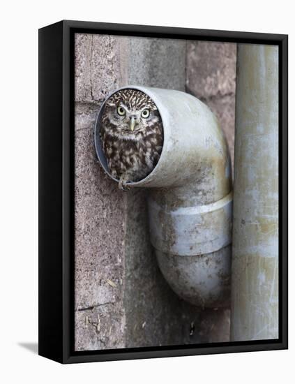 Little Owl (Athene Noctua) in Drainpipe, Captive, United Kingdom, Europe-Ann & Steve Toon-Framed Premier Image Canvas