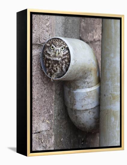 Little Owl (Athene Noctua) in Drainpipe, Captive, United Kingdom, Europe-Ann & Steve Toon-Framed Premier Image Canvas