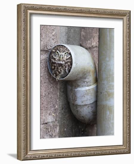 Little Owl (Athene Noctua) in Drainpipe, Captive, United Kingdom, Europe-Ann & Steve Toon-Framed Photographic Print