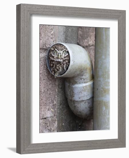 Little Owl (Athene Noctua) in Drainpipe, Captive, United Kingdom, Europe-Ann & Steve Toon-Framed Photographic Print