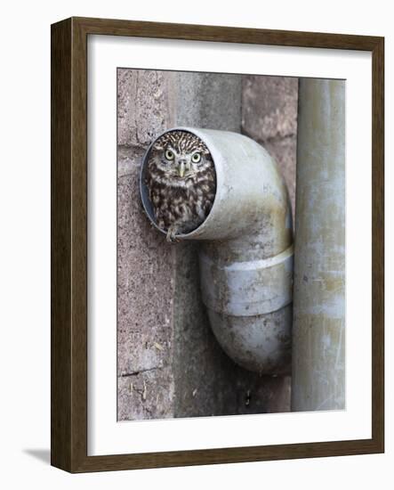 Little Owl (Athene Noctua) in Drainpipe, Captive, United Kingdom, Europe-Ann & Steve Toon-Framed Photographic Print