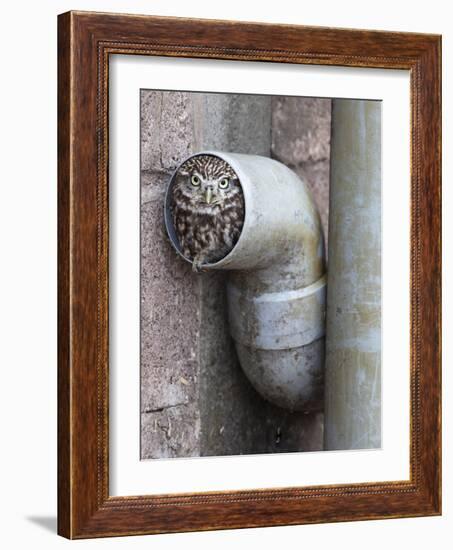 Little Owl (Athene Noctua) in Drainpipe, Captive, United Kingdom, Europe-Ann & Steve Toon-Framed Photographic Print