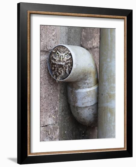 Little Owl (Athene Noctua) in Drainpipe, Captive, United Kingdom, Europe-Ann & Steve Toon-Framed Photographic Print