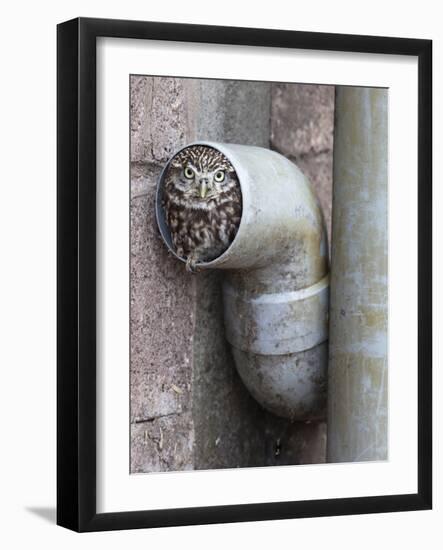 Little Owl (Athene Noctua) in Drainpipe, Captive, United Kingdom, Europe-Ann & Steve Toon-Framed Photographic Print