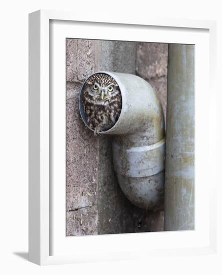 Little Owl (Athene Noctua) in Drainpipe, Captive, United Kingdom, Europe-Ann & Steve Toon-Framed Photographic Print