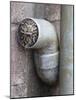 Little Owl (Athene Noctua) in Drainpipe, Captive, United Kingdom, Europe-Ann & Steve Toon-Mounted Photographic Print