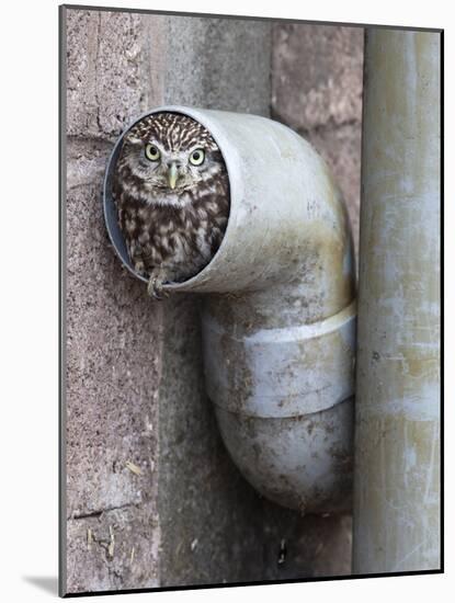 Little Owl (Athene Noctua) in Drainpipe, Captive, United Kingdom, Europe-Ann & Steve Toon-Mounted Photographic Print