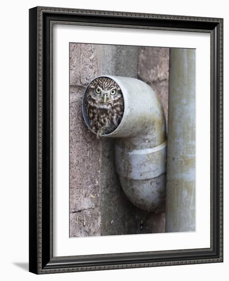 Little Owl (Athene Noctua) in Drainpipe, Captive, United Kingdom, Europe-Ann & Steve Toon-Framed Photographic Print