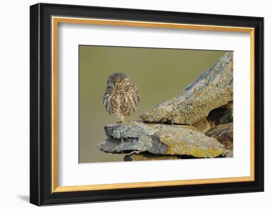 Little Owl (Athene Noctua) on Rock, La Serena, Extremadura, Spain, April 2009-Widstrand-Framed Photographic Print