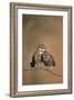 Little Owl (Athene Noctua) Pair Perched, Courtship Behaviour, Spain-Dietmar Nill-Framed Photographic Print