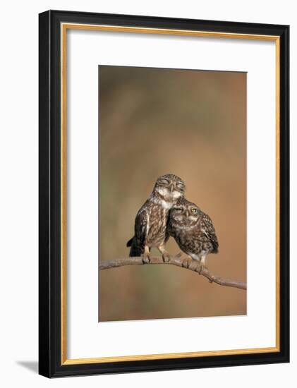 Little Owl (Athene Noctua) Pair Perched, Courtship Behaviour, Spain-Dietmar Nill-Framed Photographic Print