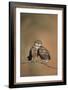 Little Owl (Athene Noctua) Pair Perched, Courtship Behaviour, Spain-Dietmar Nill-Framed Photographic Print