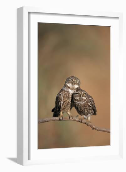 Little Owl (Athene Noctua) Pair Perched, Courtship Behaviour, Spain-Dietmar Nill-Framed Photographic Print