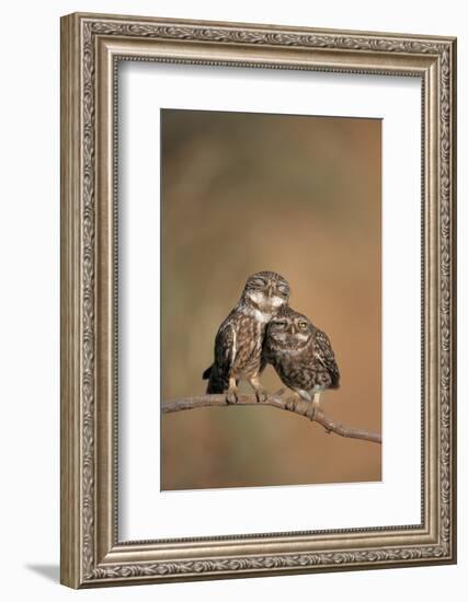 Little Owl (Athene Noctua) Pair Perched, Courtship Behaviour, Spain-Dietmar Nill-Framed Photographic Print