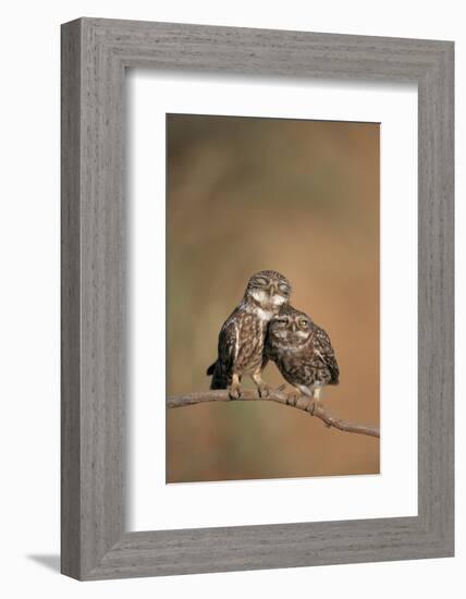 Little Owl (Athene Noctua) Pair Perched, Courtship Behaviour, Spain-Dietmar Nill-Framed Photographic Print