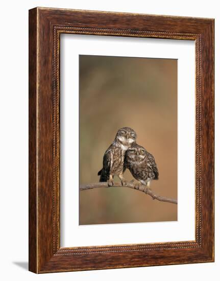 Little Owl (Athene Noctua) Pair Perched, Courtship Behaviour, Spain-Dietmar Nill-Framed Photographic Print