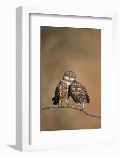 Little Owl (Athene Noctua) Pair Perched, Courtship Behaviour, Spain-Dietmar Nill-Framed Photographic Print