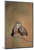 Little Owl (Athene Noctua) Pair Perched, Courtship Behaviour, Spain-Dietmar Nill-Mounted Photographic Print
