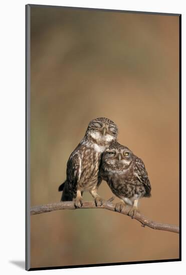 Little Owl (Athene Noctua) Pair Perched, Courtship Behaviour, Spain-Dietmar Nill-Mounted Photographic Print