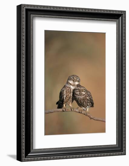 Little Owl (Athene Noctua) Pair Perched, Courtship Behaviour, Spain-Dietmar Nill-Framed Photographic Print