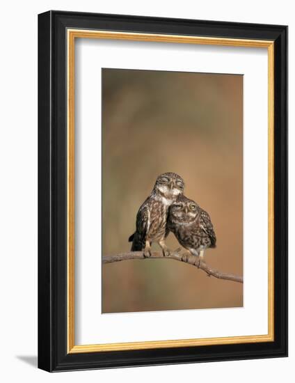 Little Owl (Athene Noctua) Pair Perched, Courtship Behaviour, Spain-Dietmar Nill-Framed Photographic Print