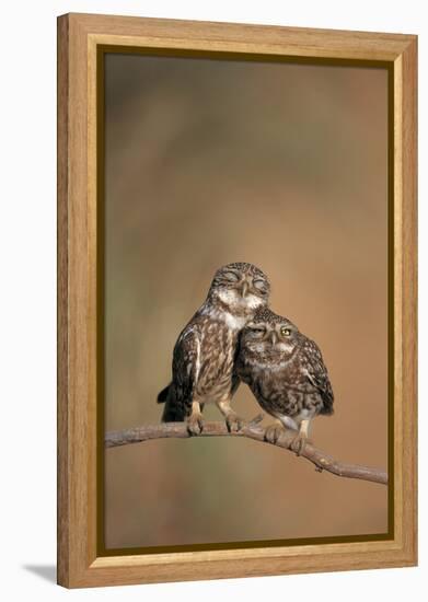 Little Owl (Athene Noctua) Pair Perched, Courtship Behaviour, Spain-Dietmar Nill-Framed Premier Image Canvas