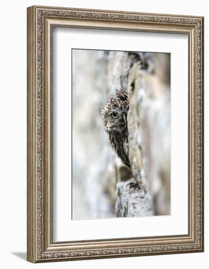 Little Owl (Athene Noctua) Perched in Stone Barn, Captive, United Kingdom, Europe-Ann & Steve Toon-Framed Premium Photographic Print