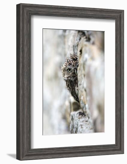 Little Owl (Athene Noctua) Perched in Stone Barn, Captive, United Kingdom, Europe-Ann & Steve Toon-Framed Premium Photographic Print