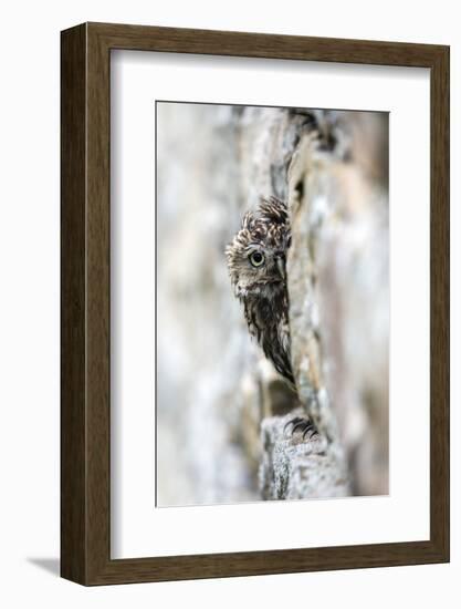 Little Owl (Athene Noctua) Perched in Stone Barn, Captive, United Kingdom, Europe-Ann & Steve Toon-Framed Premium Photographic Print