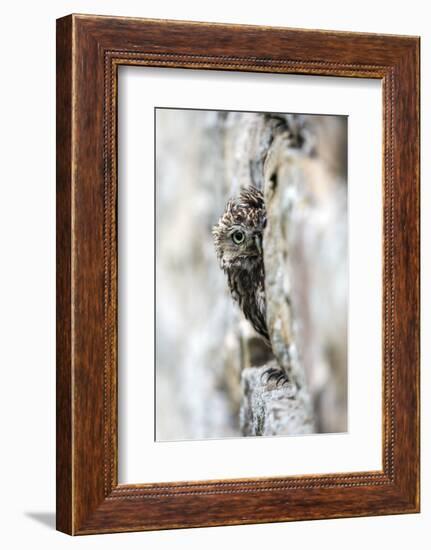 Little Owl (Athene Noctua) Perched in Stone Barn, Captive, United Kingdom, Europe-Ann & Steve Toon-Framed Premium Photographic Print