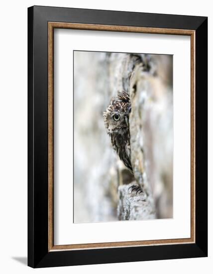 Little Owl (Athene Noctua) Perched in Stone Barn, Captive, United Kingdom, Europe-Ann & Steve Toon-Framed Premium Photographic Print