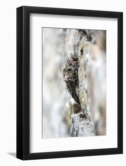 Little Owl (Athene Noctua) Perched in Stone Barn, Captive, United Kingdom, Europe-Ann & Steve Toon-Framed Premium Photographic Print