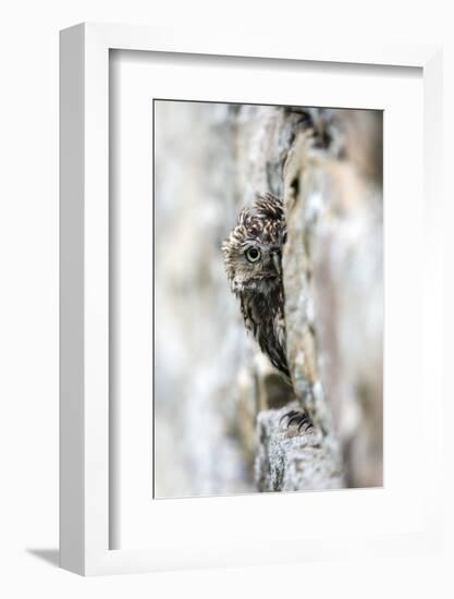 Little Owl (Athene Noctua) Perched in Stone Barn, Captive, United Kingdom, Europe-Ann & Steve Toon-Framed Premium Photographic Print