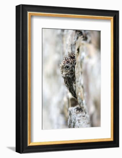 Little Owl (Athene Noctua) Perched in Stone Barn, Captive, United Kingdom, Europe-Ann & Steve Toon-Framed Premium Photographic Print