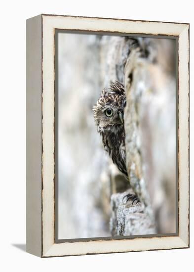 Little Owl (Athene Noctua) Perched in Stone Barn, Captive, United Kingdom, Europe-Ann & Steve Toon-Framed Premier Image Canvas