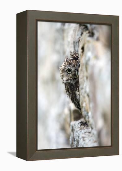 Little Owl (Athene Noctua) Perched in Stone Barn, Captive, United Kingdom, Europe-Ann & Steve Toon-Framed Premier Image Canvas