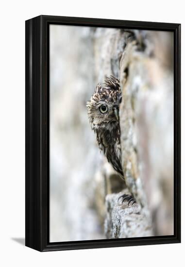 Little Owl (Athene Noctua) Perched in Stone Barn, Captive, United Kingdom, Europe-Ann & Steve Toon-Framed Premier Image Canvas