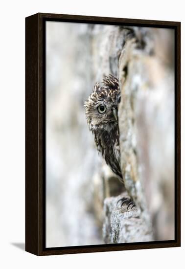 Little Owl (Athene Noctua) Perched in Stone Barn, Captive, United Kingdom, Europe-Ann & Steve Toon-Framed Premier Image Canvas